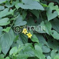 柑橘黄叶症状示例0