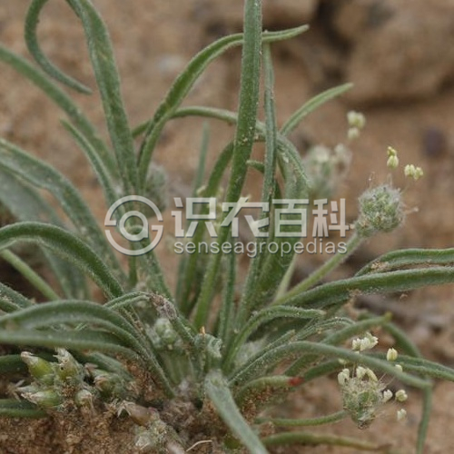 柑橘黄叶症状示例2