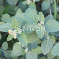 柑橘黄叶症状示例0