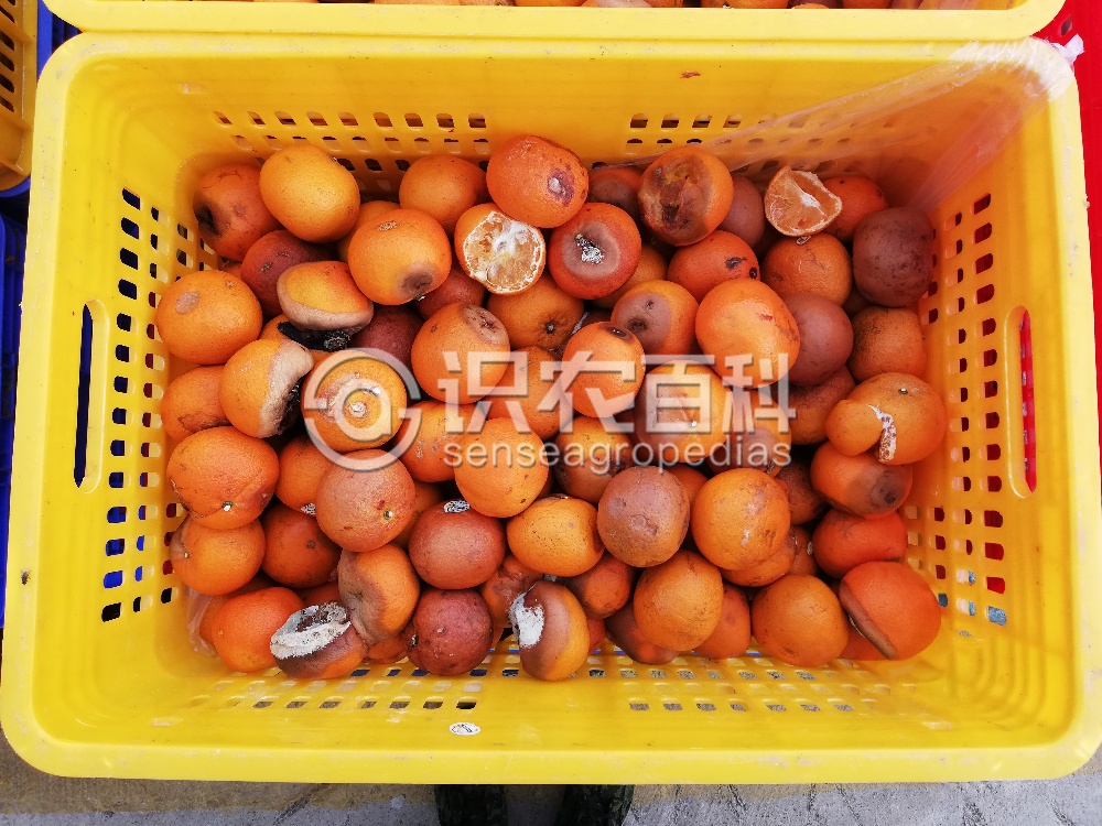 柑橘黄叶症状示例4
