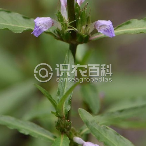 柑橘黄叶症状示例4