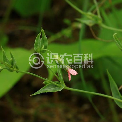 柑橘黄叶症状示例1