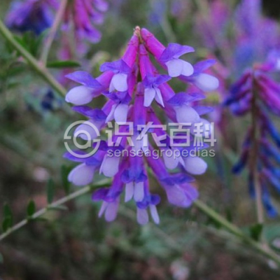 长柔毛野豌豆