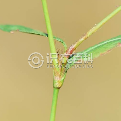 柑橘黄叶症状示例3