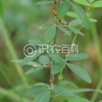 柑橘黄叶症状示例0