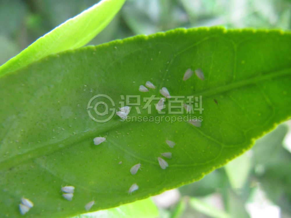 柑橘黄叶症状示例6
