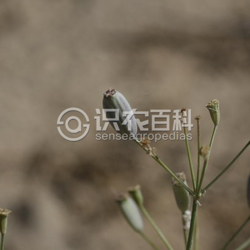 柑橘黄叶症状示例2
