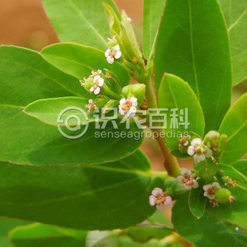 柑橘黄叶症状示例2