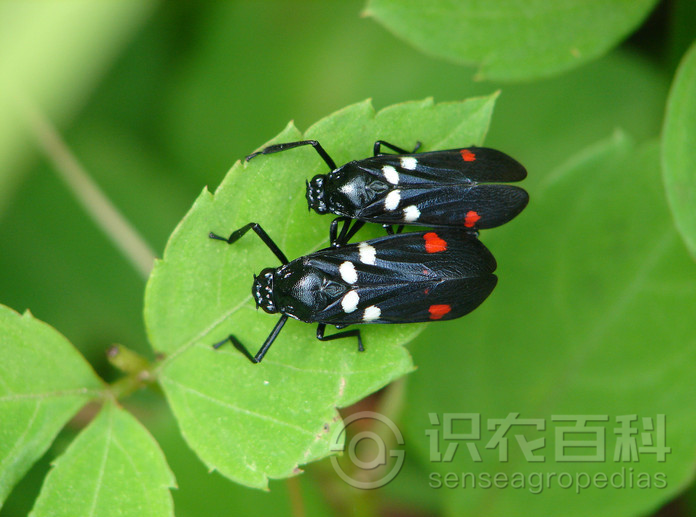 柑橘黄叶症状示例2