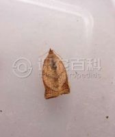 柑橘黄叶症状示例0