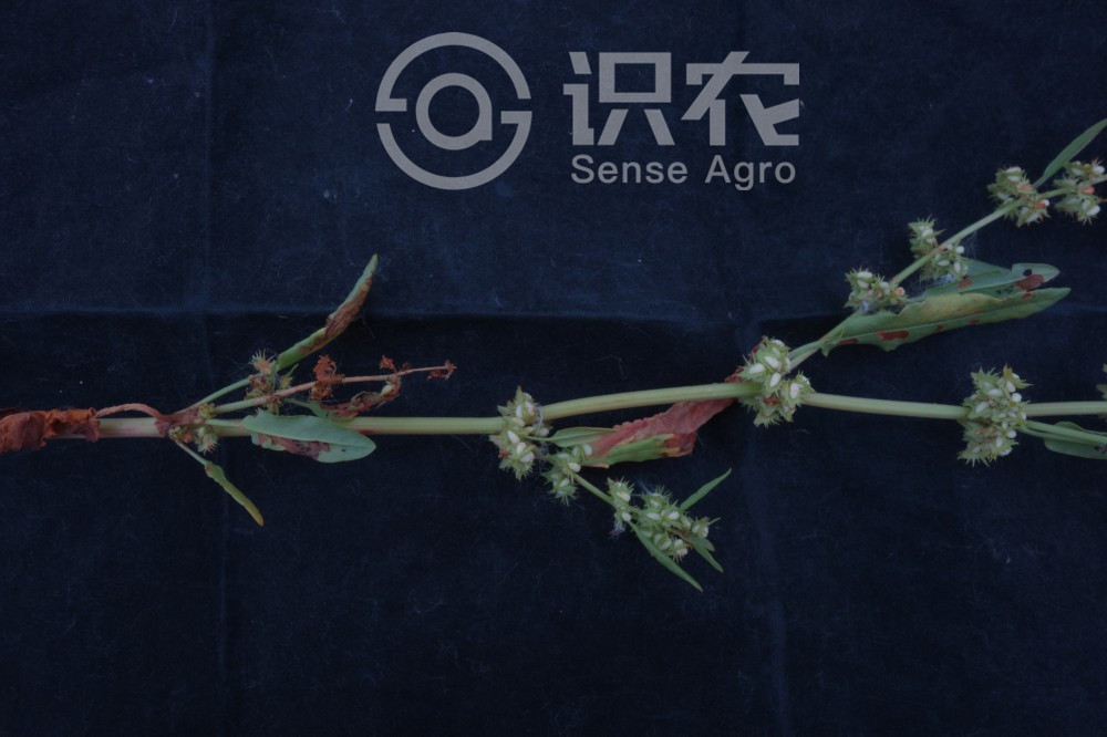 柑橘黄叶症状示例2