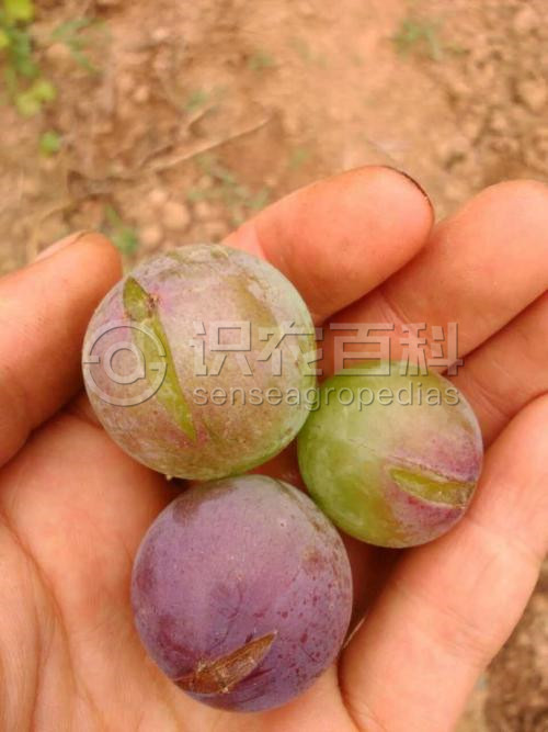 柑橘黄叶症状示例3