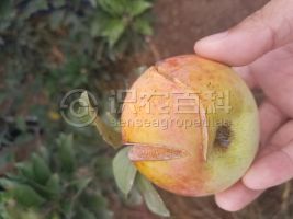 柑橘黄叶症状示例0