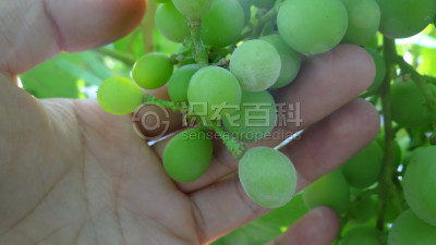 葡萄白粉病