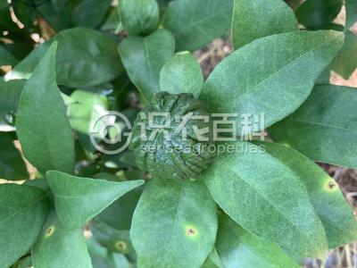 畸形果
