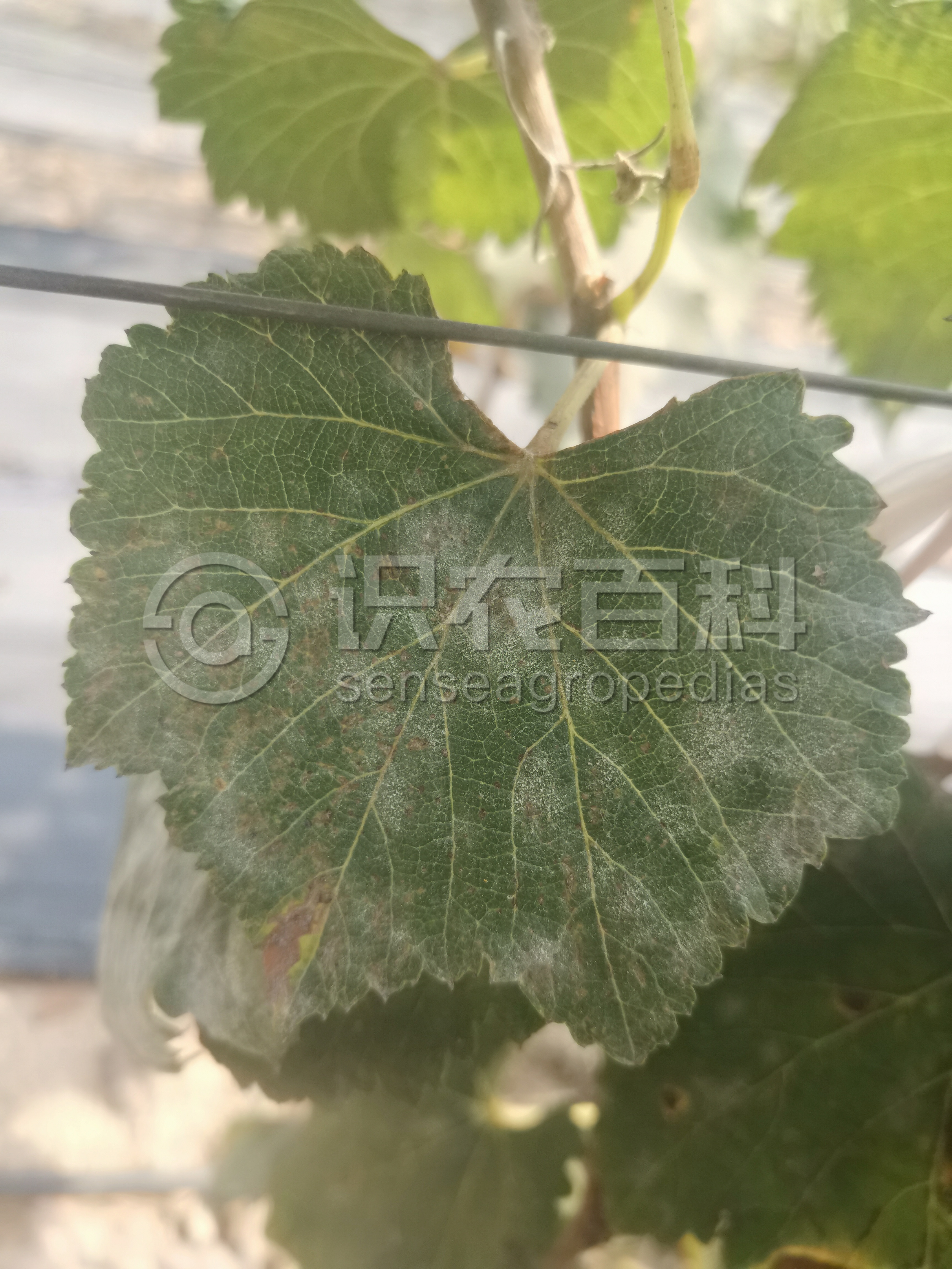 柑橘黄叶症状示例1