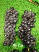 柑橘黄叶症状示例0