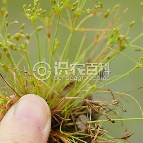 柑橘黄叶症状示例2