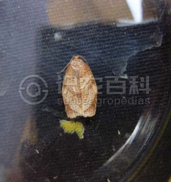 柑橘黄叶症状示例2