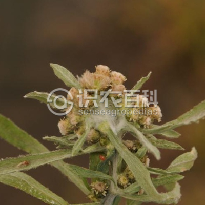 湿生鼠麴草