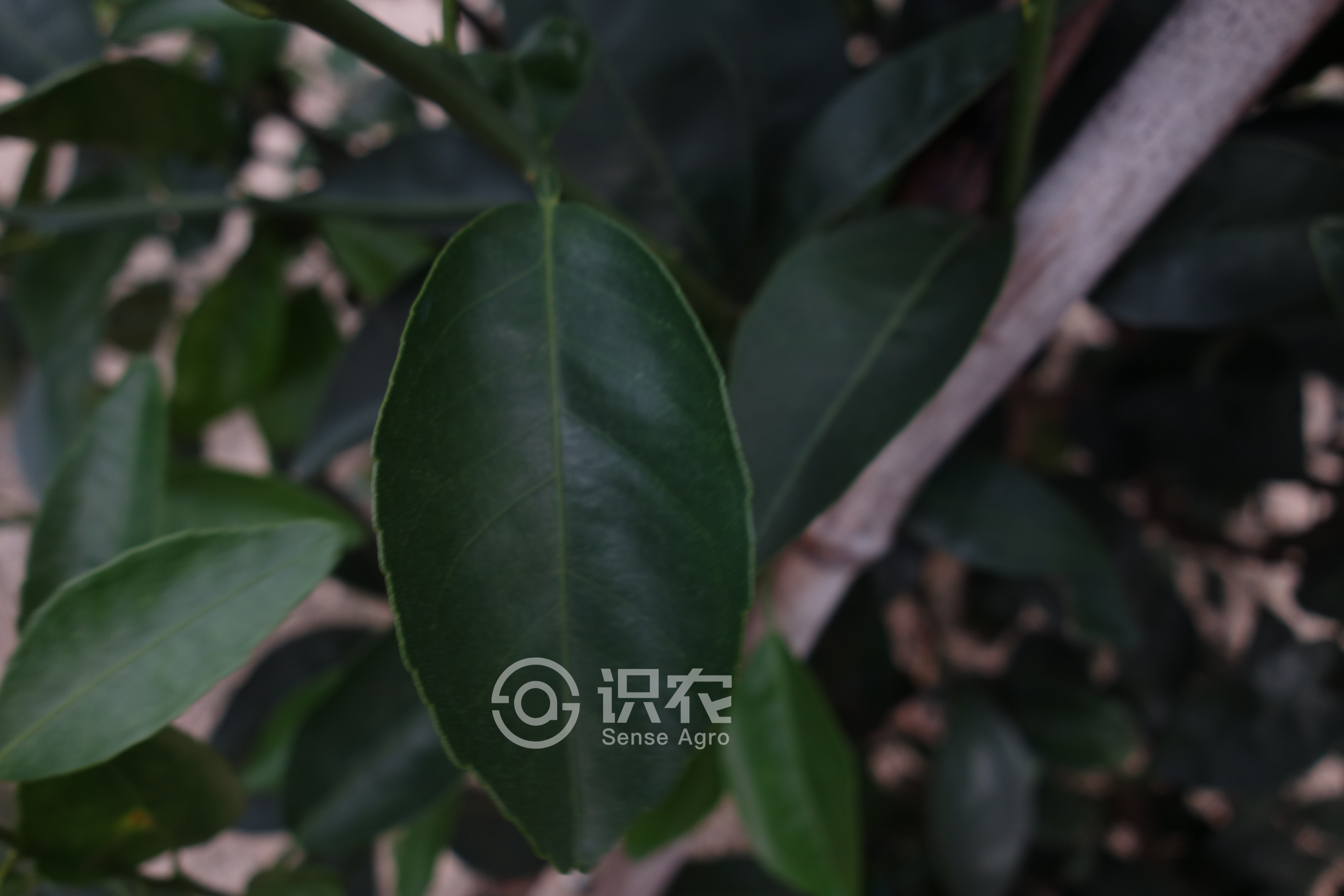 柑橘黄叶症状示例5