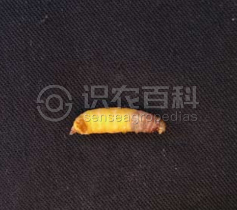 柑橘黄叶症状示例3