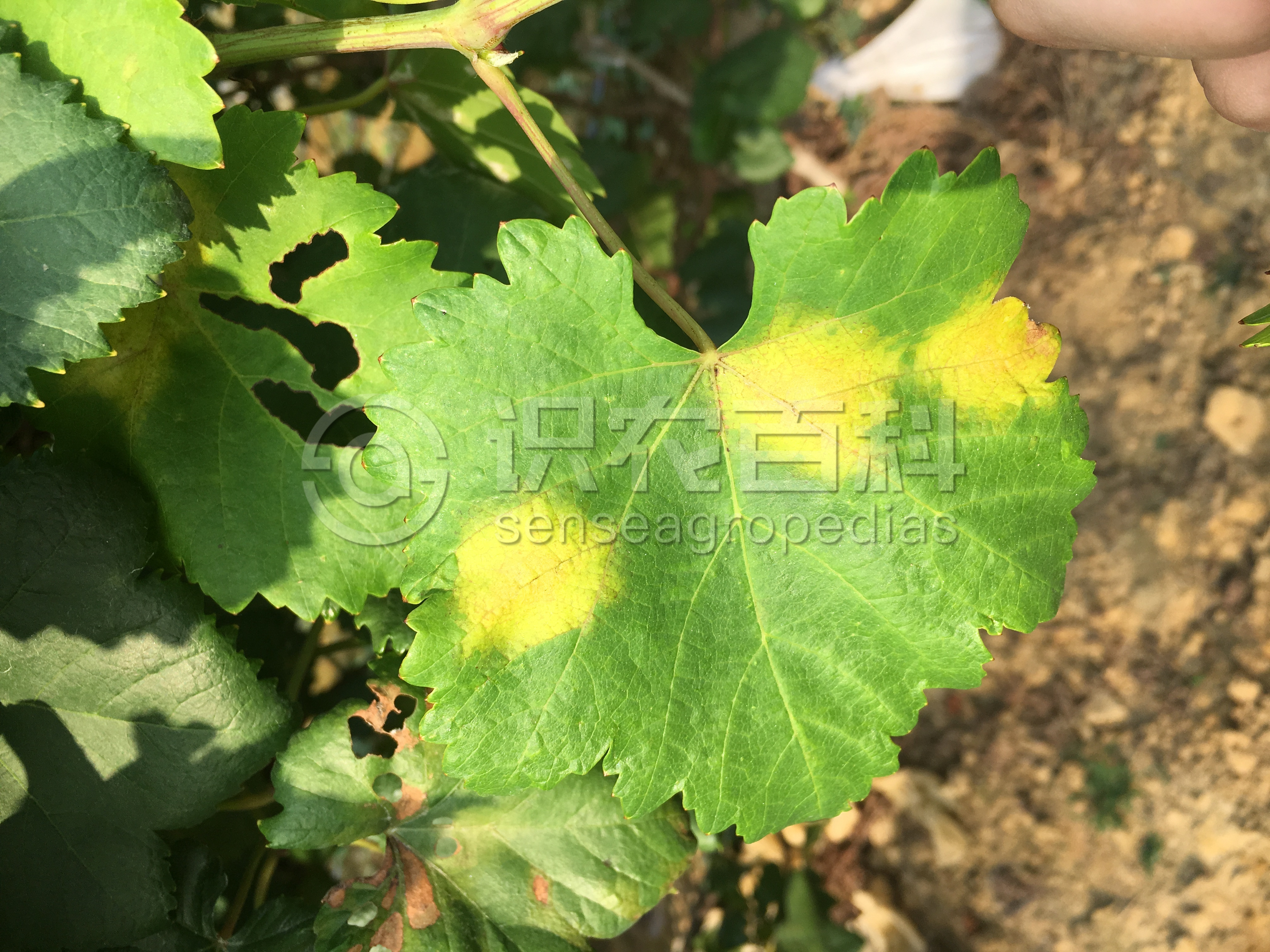 柑橘黄叶症状示例3