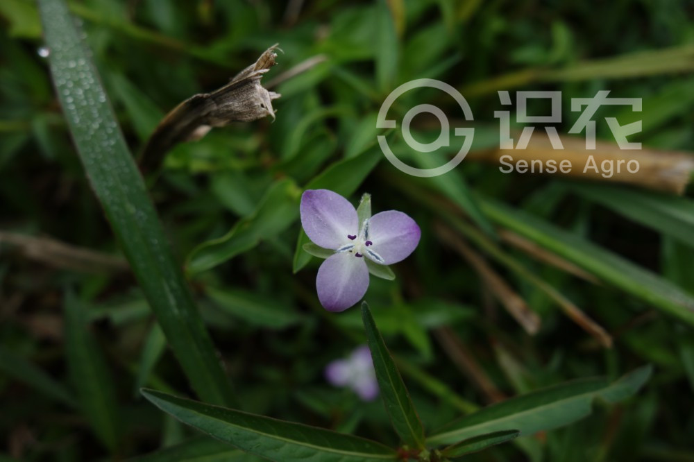 柑橘黄叶症状示例3