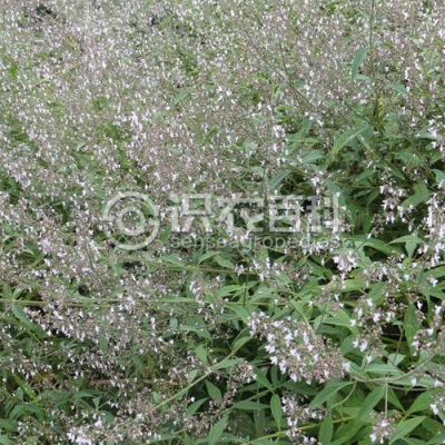 溪黄草