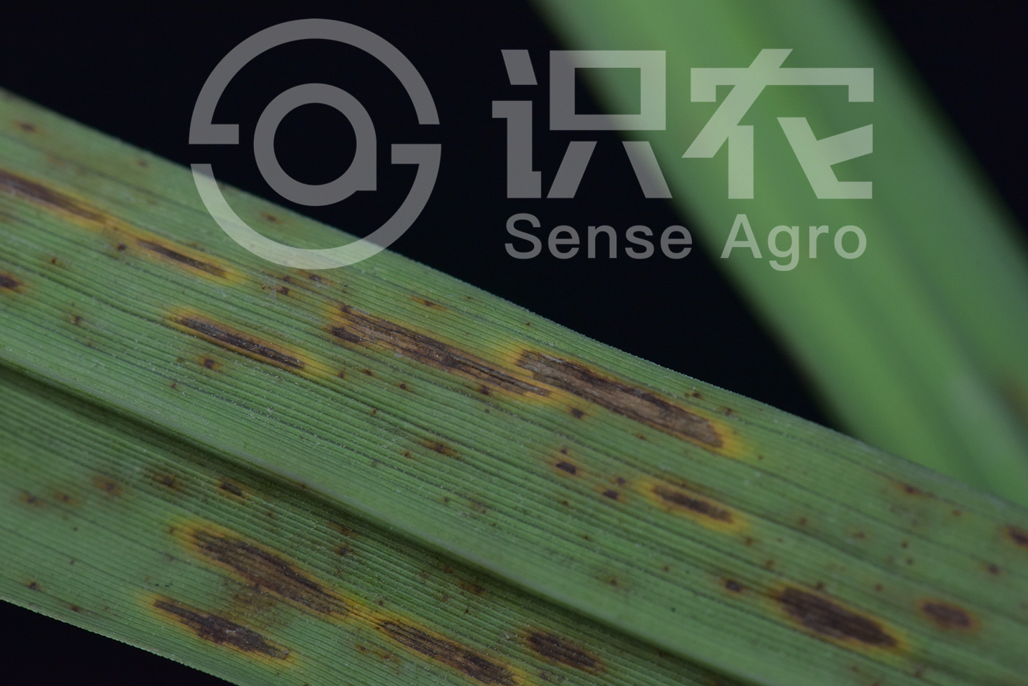 柑橘黄叶症状示例4