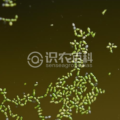 柑橘黄叶症状示例2