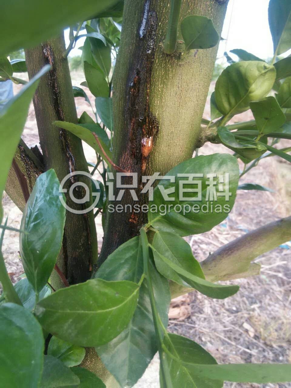 柑橘黄叶症状示例4