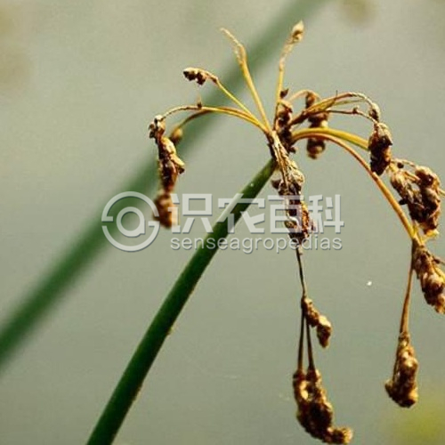 柑橘黄叶症状示例1