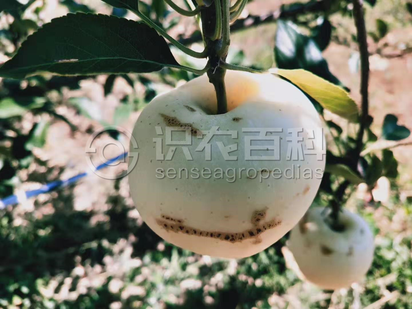 柑橘黄叶症状示例1