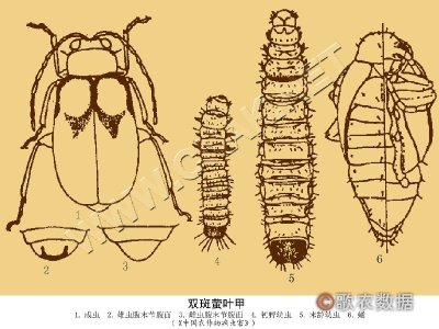 双斑萤叶甲