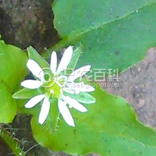 柑橘黄叶症状示例1