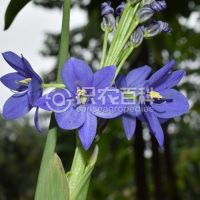 柑橘黄叶症状示例0