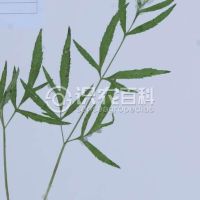 柑橘黄叶症状示例0