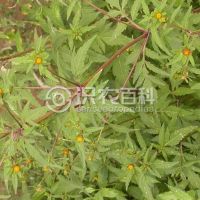 柑橘黄叶症状示例0