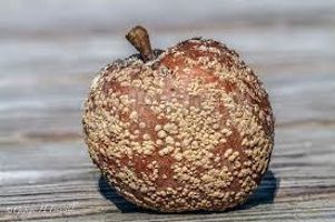柑橘黄叶症状示例0