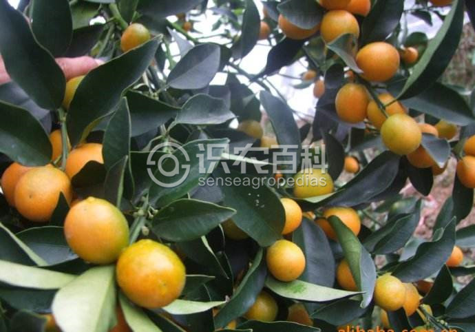 柑橘黄叶症状示例1