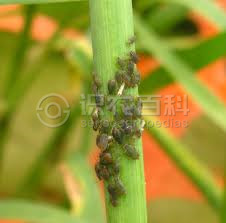 小麦蚜虫