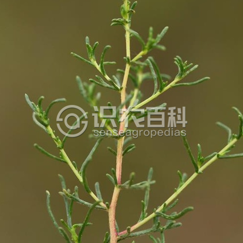 柑橘黄叶症状示例2