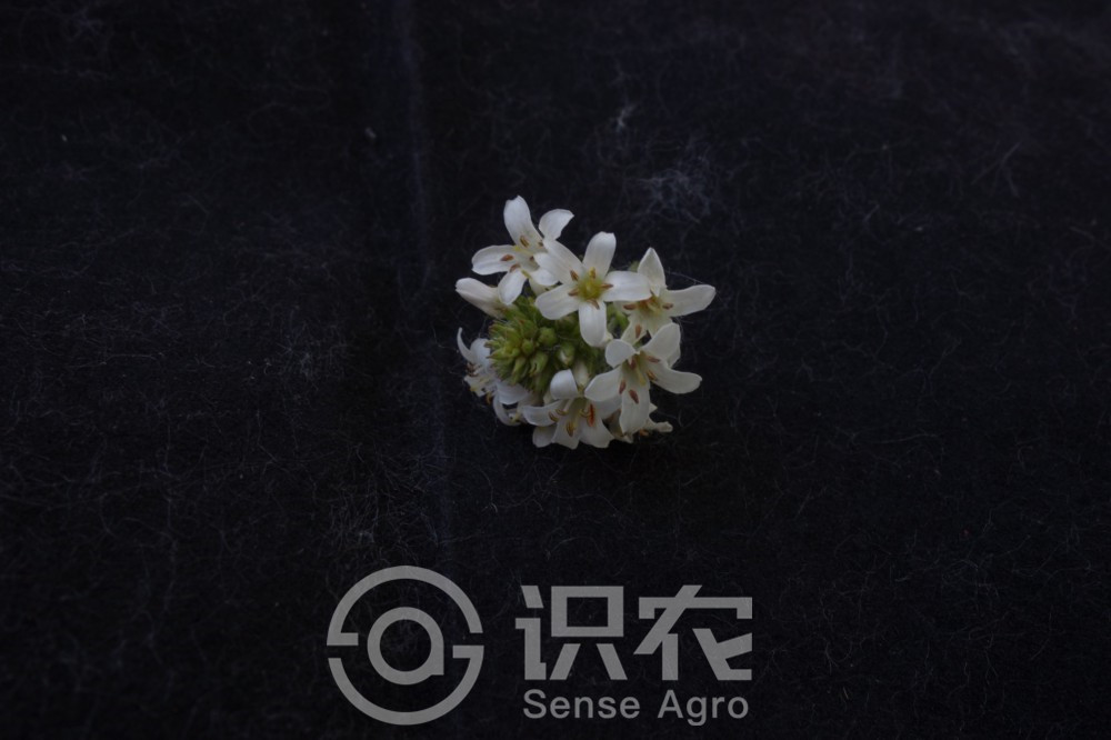 柑橘黄叶症状示例2