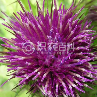 葵花大蓟