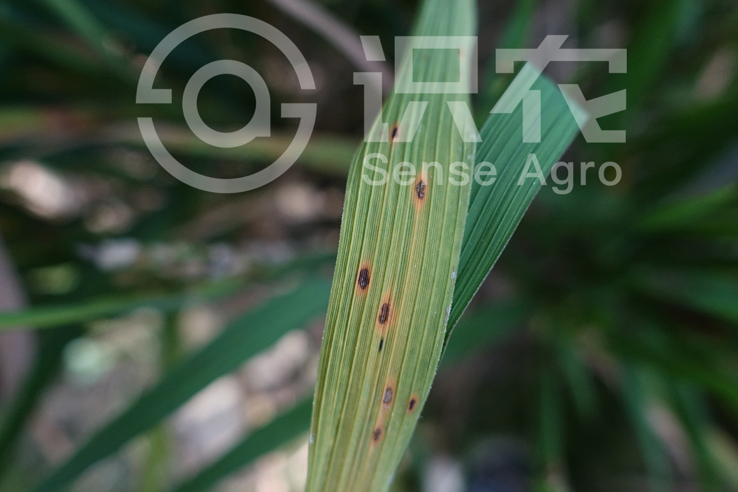 柑橘黄叶症状示例2