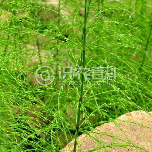 柑橘黄叶症状示例2