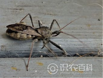 柑橘黄叶症状示例2
