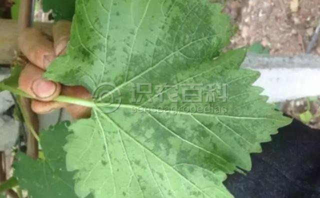 柑橘黄叶症状示例1