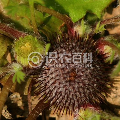 柑橘黄叶症状示例4